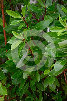 Winters bark Drimys winteri, glossy green leaves, red twigs